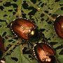 The Japanese beetle (Popillia japonica Newman) was introduced by accident into the United States in 1916.  In Japan they are controlled by natural enemies, but in the United States they are plant pests.  Look how they are eating this leaf!